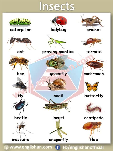 Filipino Language Vocabulary List: Insects .